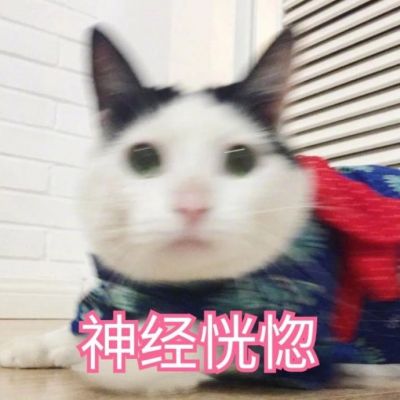 🐱超萌!带字猫咪头像来袭,萌趣又吸睛 动物头像 第9张 🐱超萌!带字猫咪头像来袭,萌趣又吸睛 动物头像 第9张