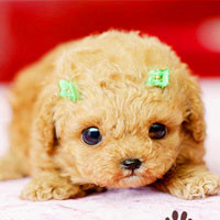 🐶茶杯犬头像图片大集合,萌到你心颤! 动物头像 第42张 🐶茶杯犬头像图片大集合,萌到你心颤! 动物头像 第42张
