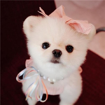🐶茶杯犬头像图片大集合,萌到你心颤! 动物头像 第4张 🐶茶杯犬头像图片大集合,萌到你心颤! 动物头像 第4张
