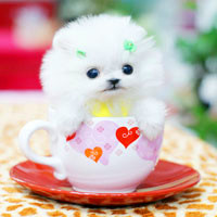 🐶茶杯犬头像图片大集合,萌到你心颤! 动物头像 第23张 🐶茶杯犬头像图片大集合,萌到你心颤! 动物头像 第23张