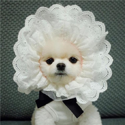 🐶茶杯犬头像图片大集合,萌到你心颤! 动物头像 第2张 🐶茶杯犬头像图片大集合,萌到你心颤! 动物头像 第2张