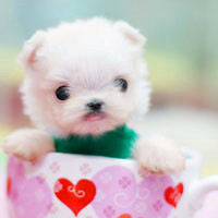 🐶茶杯犬头像图片大集合,萌到你心颤! 动物头像 第25张 🐶茶杯犬头像图片大集合,萌到你心颤! 动物头像 第25张