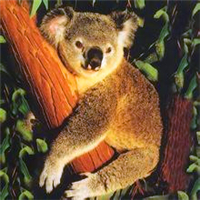 超全！可爱考拉头像大集合来袭🐨 动物头像 第10张