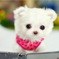 🐶茶杯犬头像图片大集合,萌到你心颤! 动物头像 第33张 🐶茶杯犬头像图片大集合,萌到你心颤! 动物头像 第33张