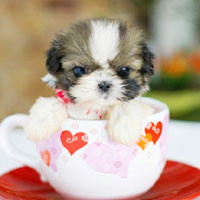 🐶茶杯犬头像图片大集合,萌到你心颤! 动物头像 第12张 🐶茶杯犬头像图片大集合,萌到你心颤! 动物头像 第12张