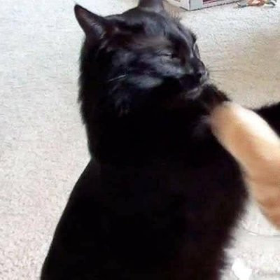 萌翻！猫咪主题可爱搞怪一左一右情侣头像✨ 情侣头像 第7张