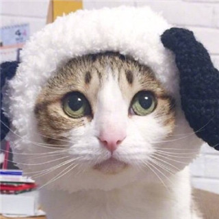 超萌猫咪情侣头像来袭，一左一右配对超有爱💕 情侣头像 第12张