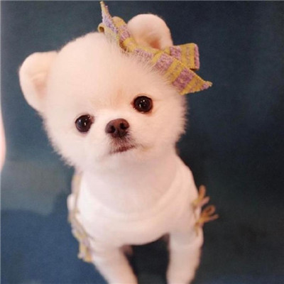 🐶茶杯犬头像图片大集合,萌到你心颤! 动物头像 第5张 🐶茶杯犬头像图片大集合,萌到你心颤! 动物头像 第5张