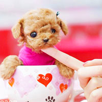 🐶茶杯犬头像图片大集合,萌到你心颤! 动物头像 第31张 🐶茶杯犬头像图片大集合,萌到你心颤! 动物头像 第31张