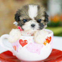 🐶茶杯犬头像图片大集合,萌到你心颤! 动物头像 第17张 🐶茶杯犬头像图片大集合,萌到你心颤! 动物头像 第17张