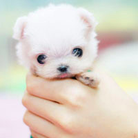 🐶茶杯犬头像图片大集合,萌到你心颤! 动物头像 第58张 🐶茶杯犬头像图片大集合,萌到你心颤! 动物头像 第58张