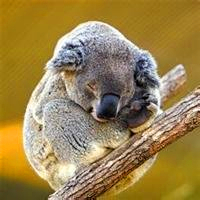 超全！可爱考拉头像大集合来袭🐨 动物头像 第3张