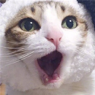 超萌猫咪情侣头像来袭，一左一右配对超有爱💕 情侣头像 第14张