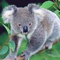 超全！可爱考拉头像大集合来袭🐨 动物头像 第18张