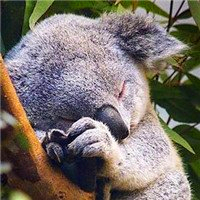 超全！可爱考拉头像大集合来袭🐨 动物头像 第15张