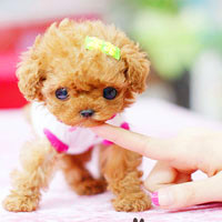🐶茶杯犬头像图片大集合,萌到你心颤! 动物头像 第49张 🐶茶杯犬头像图片大集合,萌到你心颤! 动物头像 第49张