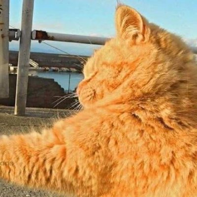 萌翻！猫咪主题可爱搞怪一左一右情侣头像✨ 情侣头像 第4张