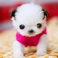 🐶茶杯犬头像图片大集合,萌到你心颤! 动物头像 第37张 🐶茶杯犬头像图片大集合,萌到你心颤! 动物头像 第37张