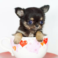 🐶茶杯犬头像图片大集合,萌到你心颤! 动物头像 第18张 🐶茶杯犬头像图片大集合,萌到你心颤! 动物头像 第18张