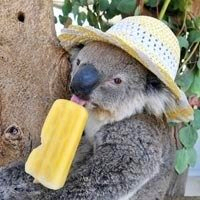 超全！可爱考拉头像大集合来袭🐨 动物头像 第13张