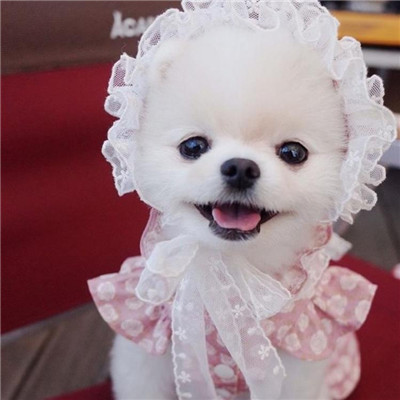 🐶茶杯犬头像图片大集合,萌到你心颤! 动物头像 第3张 🐶茶杯犬头像图片大集合,萌到你心颤! 动物头像 第3张