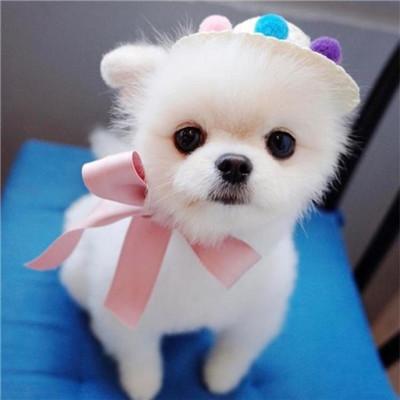 🐶茶杯犬头像图片大集合,萌到你心颤! 动物头像 第6张 🐶茶杯犬头像图片大集合,萌到你心颤! 动物头像 第6张