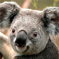 超全！可爱考拉头像大集合来袭🐨 动物头像 第1张