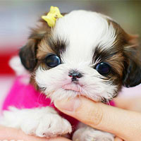 🐶茶杯犬头像图片大集合,萌到你心颤! 动物头像 第50张 🐶茶杯犬头像图片大集合,萌到你心颤! 动物头像 第50张