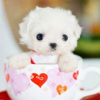 🐶茶杯犬头像图片大集合,萌到你心颤! 动物头像 第22张 🐶茶杯犬头像图片大集合,萌到你心颤! 动物头像 第22张