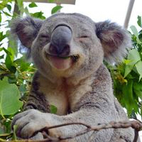 超全！可爱考拉头像大集合来袭🐨 动物头像 第25张