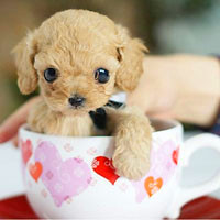 🐶茶杯犬头像图片大集合,萌到你心颤! 动物头像 第55张 🐶茶杯犬头像图片大集合,萌到你心颤! 动物头像 第55张