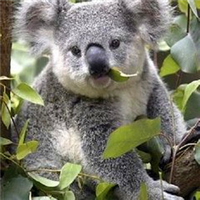 超全！可爱考拉头像大集合来袭🐨 动物头像 第20张
