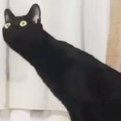 萌翻！猫咪主题可爱搞怪一左一右情侣头像✨ 情侣头像 第10张