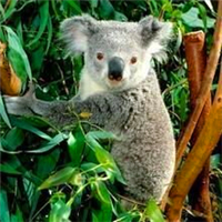 超全！可爱考拉头像大集合来袭🐨 动物头像 第21张
