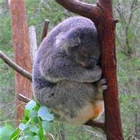 超全！可爱考拉头像大集合来袭🐨 动物头像 第26张