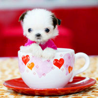 🐶茶杯犬头像图片大集合,萌到你心颤! 动物头像 第7张 🐶茶杯犬头像图片大集合,萌到你心颤! 动物头像 第7张