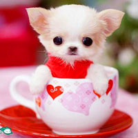 🐶茶杯犬头像图片大集合,萌到你心颤! 动物头像 第21张 🐶茶杯犬头像图片大集合,萌到你心颤! 动物头像 第21张