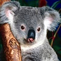 超全！可爱考拉头像大集合来袭🐨 动物头像 第17张