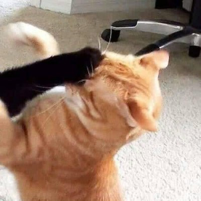 萌翻！猫咪主题可爱搞怪一左一右情侣头像✨ 情侣头像 第8张
