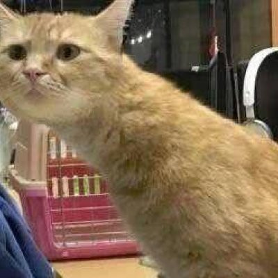 萌翻！猫咪主题可爱搞怪一左一右情侣头像✨ 情侣头像 第9张