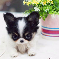 🐶茶杯犬头像图片大集合,萌到你心颤! 动物头像 第34张 🐶茶杯犬头像图片大集合,萌到你心颤! 动物头像 第34张