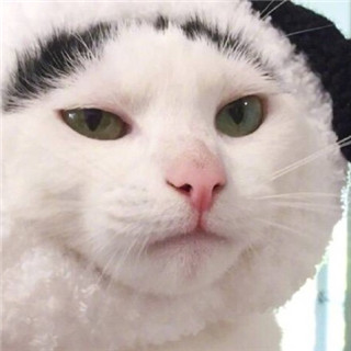 超萌猫咪情侣头像来袭，一左一右配对超有爱💕 情侣头像 第13张