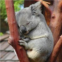 超全！可爱考拉头像大集合来袭🐨 动物头像 第11张