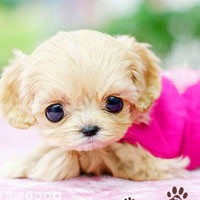 🐶茶杯犬头像图片大集合,萌到你心颤! 动物头像 第48张 🐶茶杯犬头像图片大集合,萌到你心颤! 动物头像 第48张