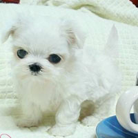 🐶茶杯犬头像图片大集合,萌到你心颤! 动物头像 第35张 🐶茶杯犬头像图片大集合,萌到你心颤! 动物头像 第35张