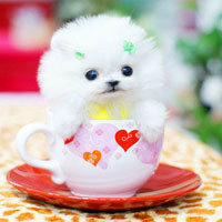 🐶茶杯犬头像图片大集合,萌到你心颤! 动物头像 第30张 🐶茶杯犬头像图片大集合,萌到你心颤! 动物头像 第30张
