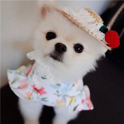 🐶茶杯犬头像图片大集合,萌到你心颤! 动物头像 第1张 🐶茶杯犬头像图片大集合,萌到你心颤! 动物头像 第1张