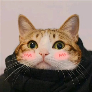 超萌猫咪情侣头像来袭，一左一右配对超有爱💕 情侣头像 第1张
