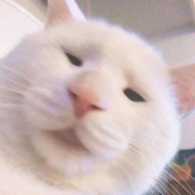 被这些微信猫头像萌化啦！ 动物头像 第11张