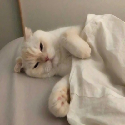 被这些微信猫头像萌化啦！ 动物头像 第14张